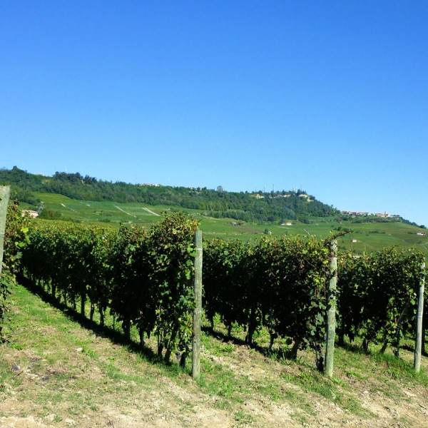 vineyards-458226